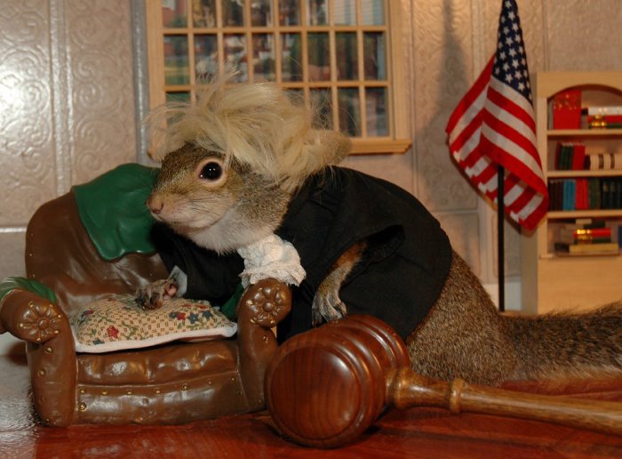 judge%20squirrel.jpg