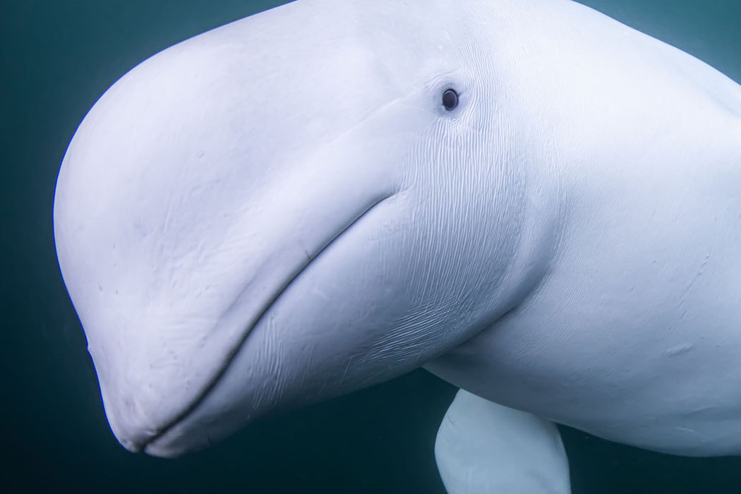 large-Beluga-Whale-photo.jpg