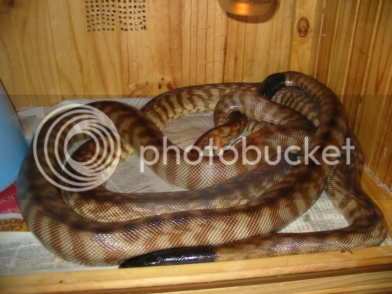 Snakes212.jpg