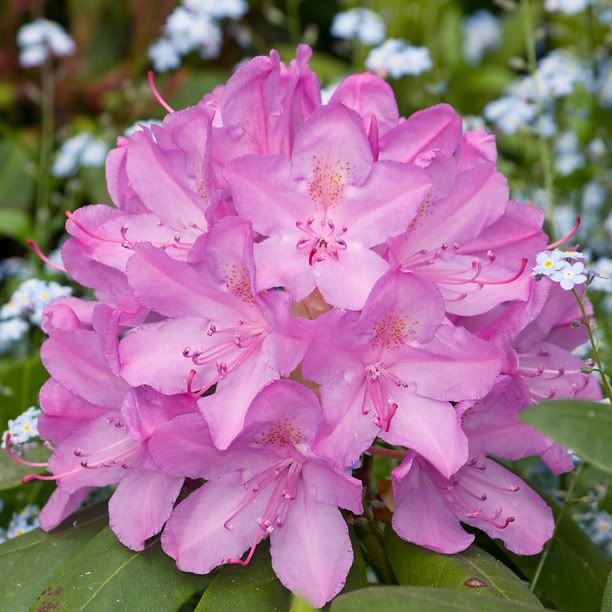 RhododendronRoseumPink_web.jpg