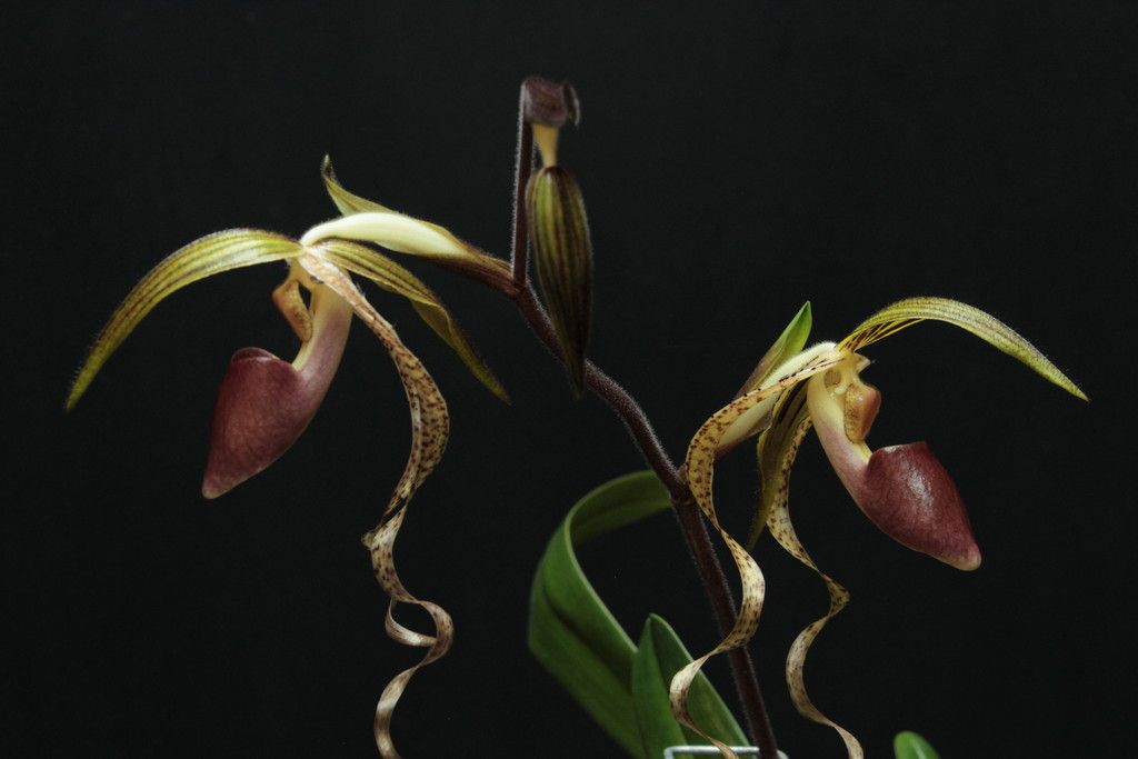 Paph%20Chiu%20Hua%20Dancer4_zpsr8pmr1iy.jpg