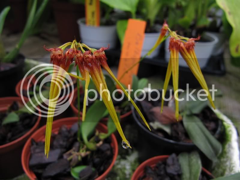 Bulbophyllumminiatum.jpg
