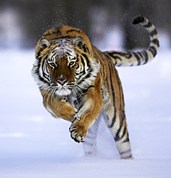 Siberian%20Tiger-072031%20RAW.jpg