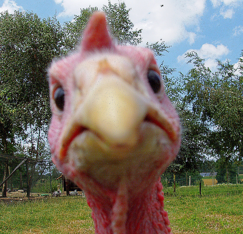 turkey_closeup.jpg