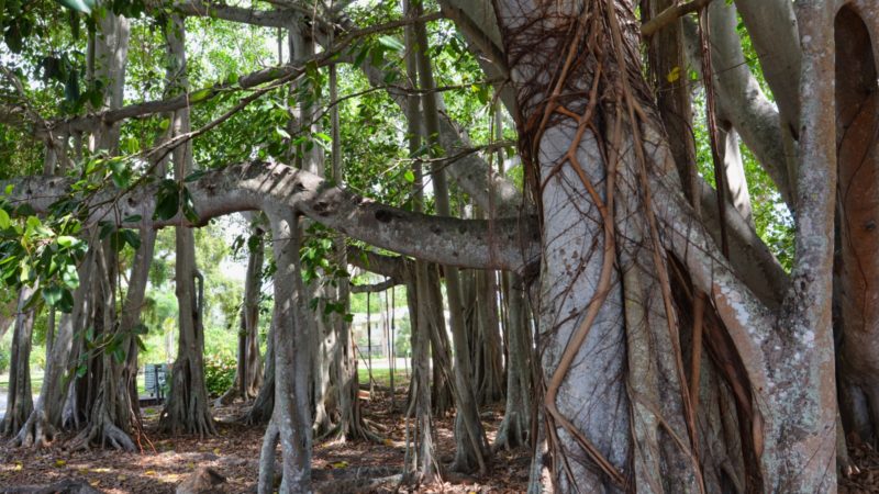 Edison Banyan Tree