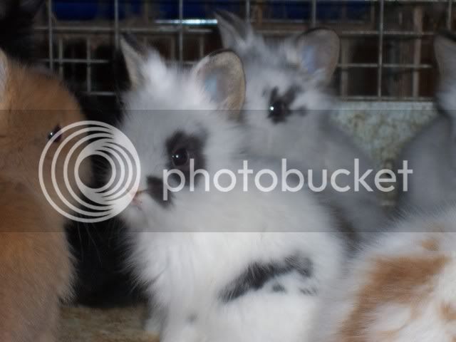 Oct312006lionheadweanlings017.jpg