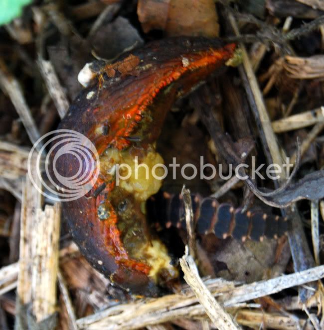 Eating-orange-slug.jpg