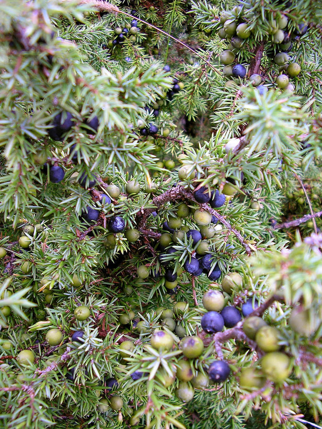 1024px-Juniperus_communis_at_Valjala_on_2005-08-11.jpg