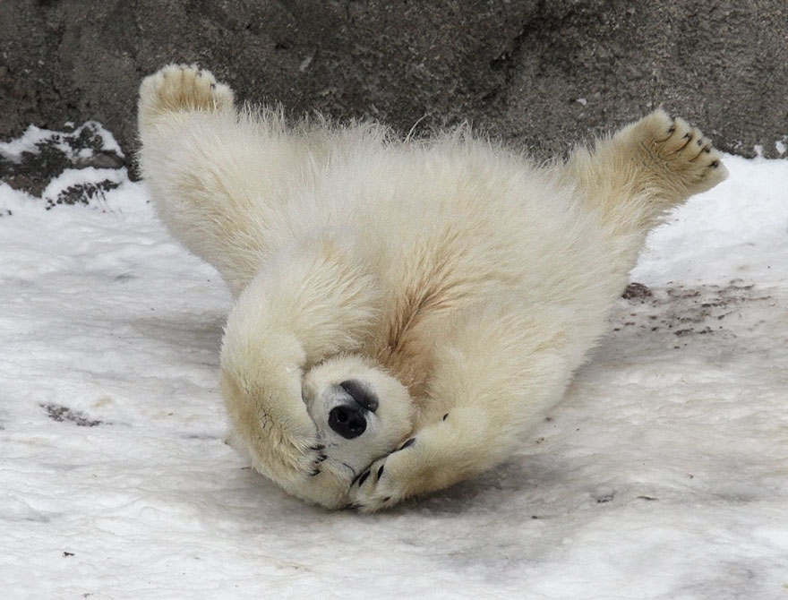 cute-baby-polar-bear-day-photography-182__880.jpg