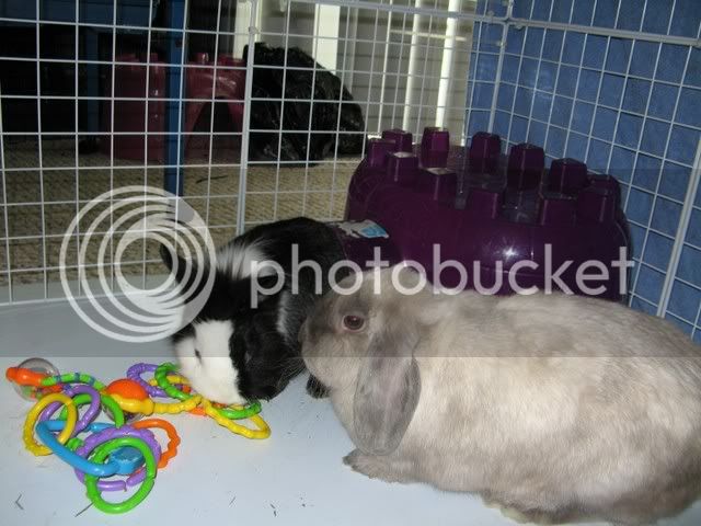 Bunnies004.jpg