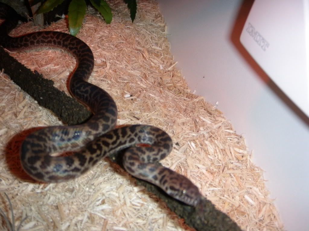 Spotted python, 2-3ft and 1 year and 7 months old with enclosure and ...