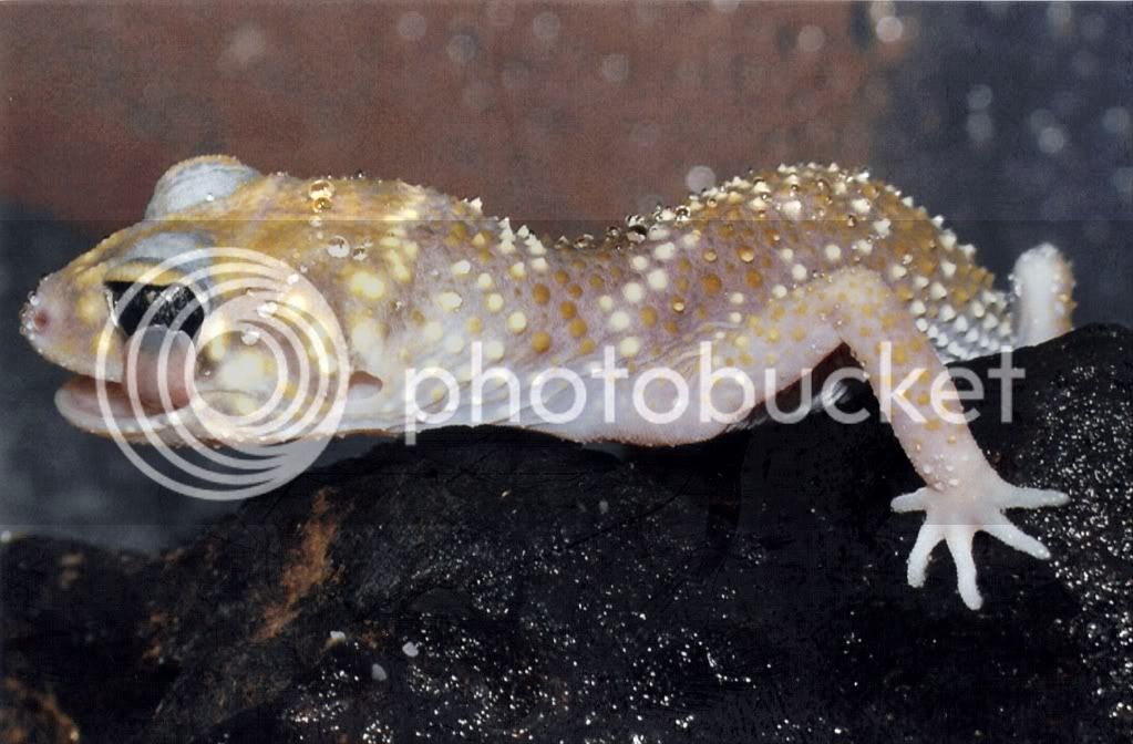 lightcoloredgeckoF.jpg