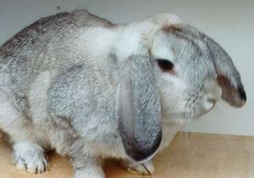 Rabbit_-chinchilla.jpg