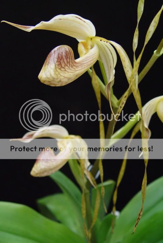 PaphplatyphyllumLongPetals-close-1.jpg