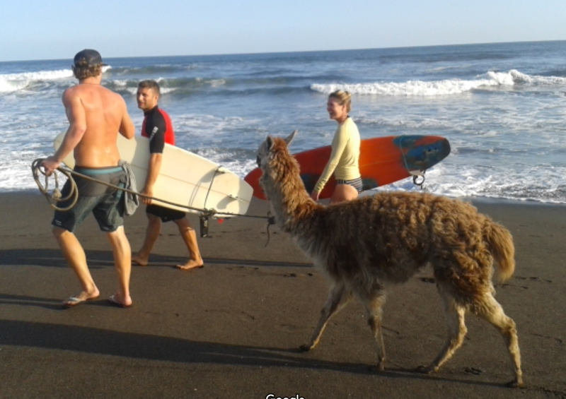 SurfLLama.jpg