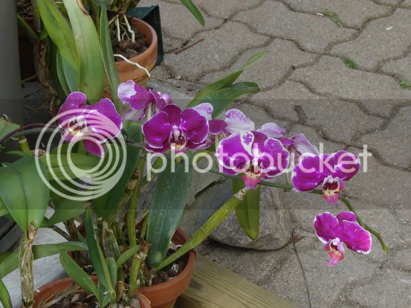 orchidinthegardenmay12001-1.jpg