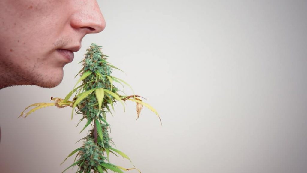 The young person sniffing marijuana buds