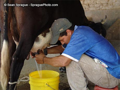 milking+a+cow.jpg