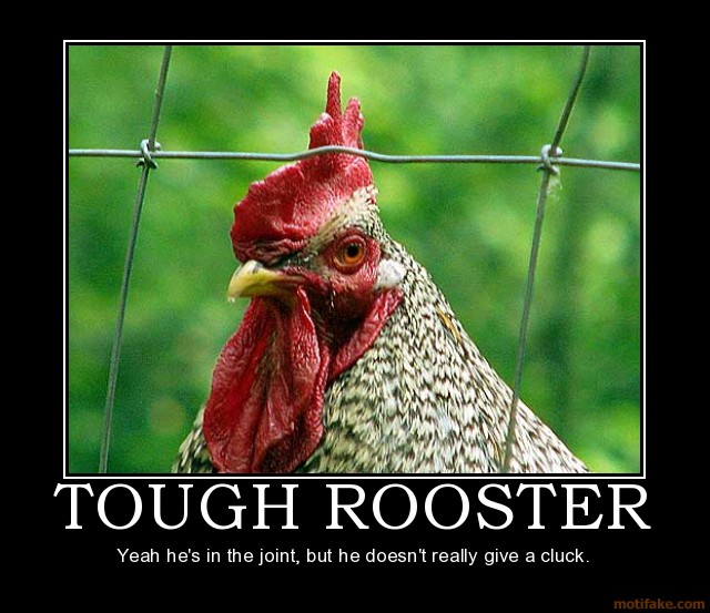 tough-rooster-badass-rooster-tough-joint-demotivational-poster-1267431998.jpg