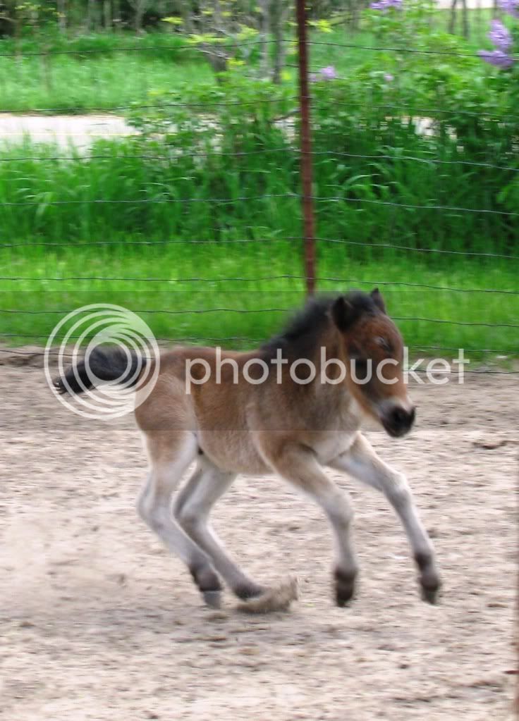 foals09-3049.jpg
