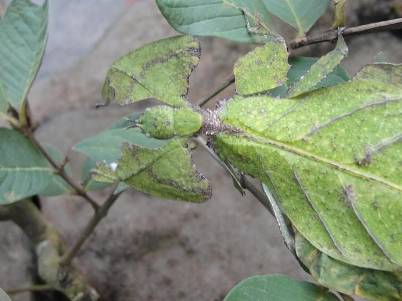 leafinsect3.jpg