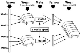 pigs-mating-chart.jpg