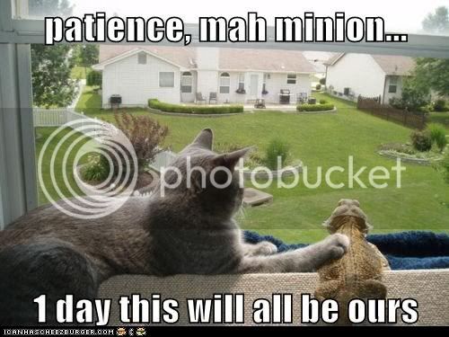 funny-cat-pictures-patience-mah-minion-day-this-will-all-be-ours.jpg