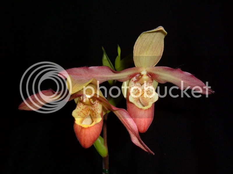 OrchidPictures2008006.jpg