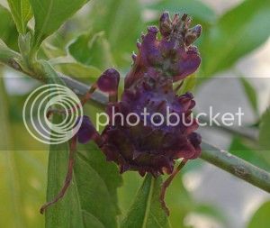 spiny_flower_mantis_south_africa_ryan_2-300x253_zpsb3864c67.jpg