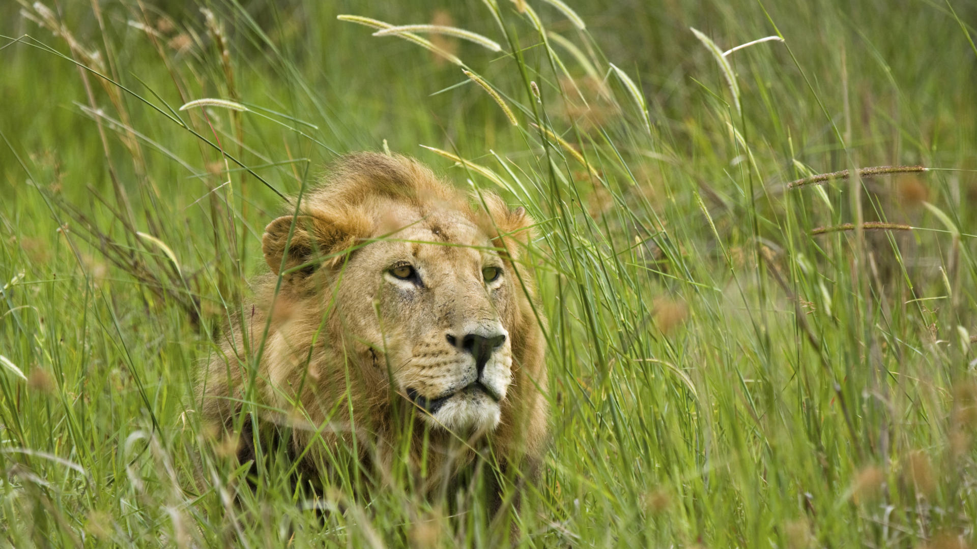 south-african-lion-puppy.jpg
