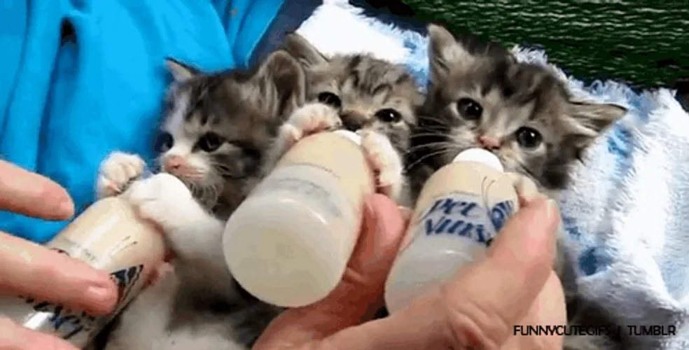 black-kittens-drinking-milk-09xxeyt2kekjx1iy.webp