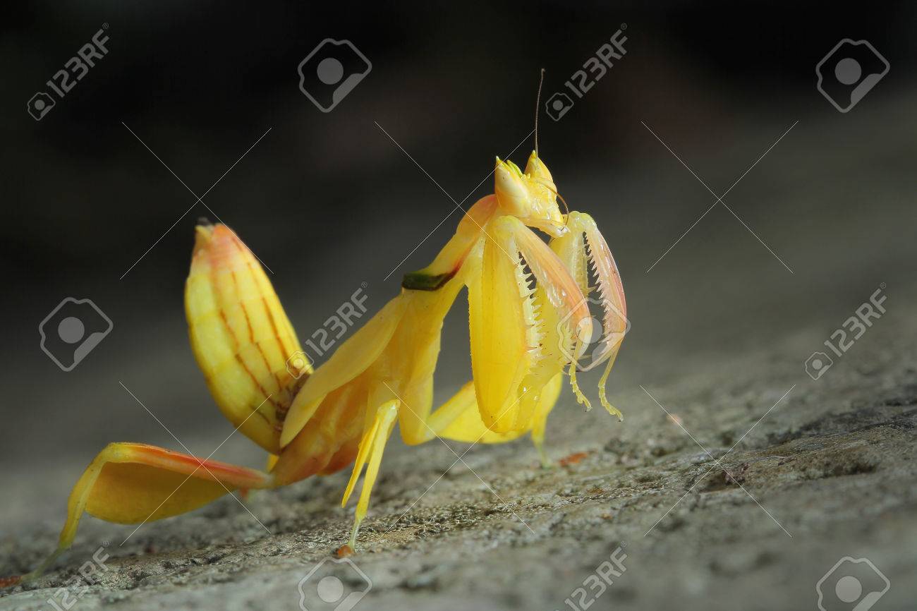 68020149-yellow-orchid-preying-mantis-in-thailand-.jpg