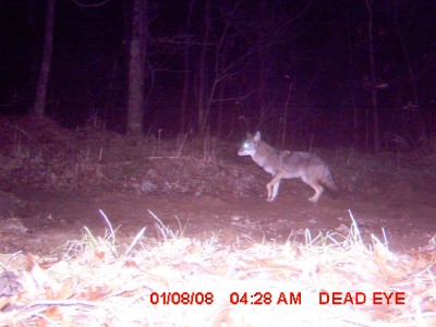 coyote2.jpg