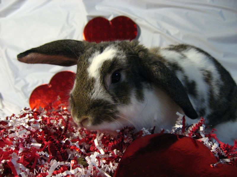 ValentineBunnies005.jpg