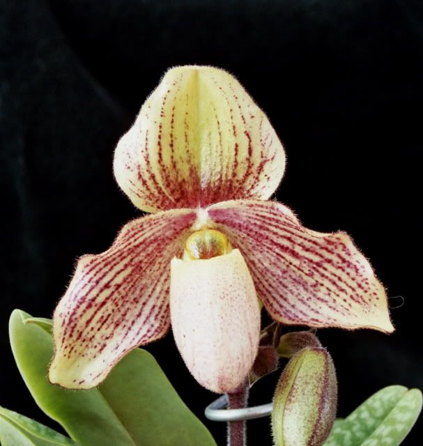 MysteryPaph2.jpg