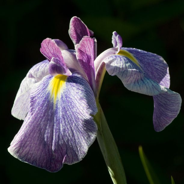 IrisensataReveille_web-1.jpg