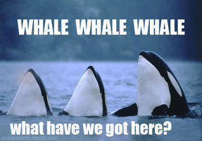 Whale+jokes+huh+_79c18ed2fa41f25b3cd930e0d45a34b1.jpg