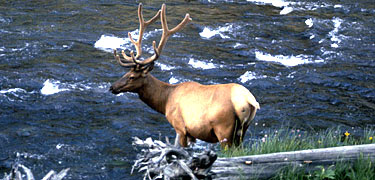 ROMO_Elk-in-river.jpg