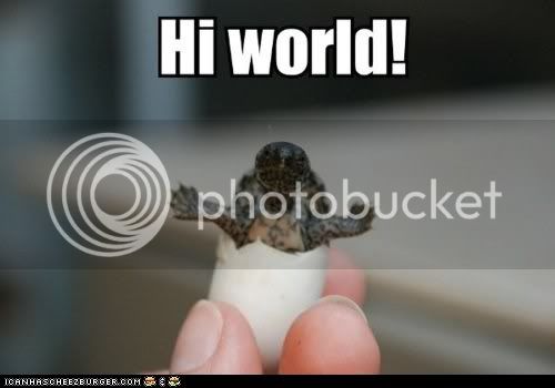 funny-pictures-hello-turtle1.jpg