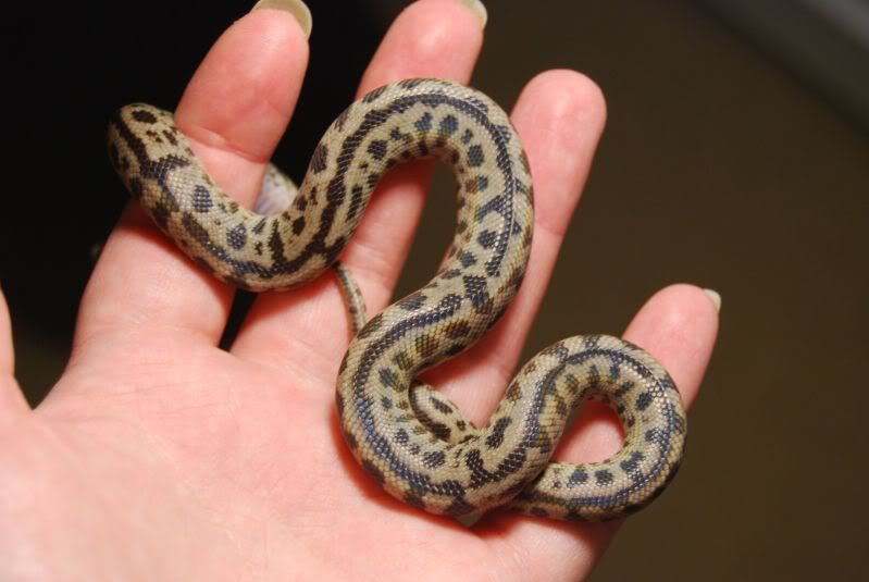 Slaty-grey snake  Aussie Pythons & Snakes Forum