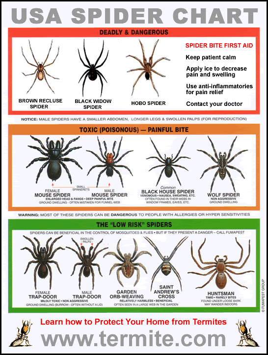 USASpiderChart.gif