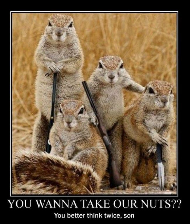 Militantsquirrels-vi.jpg