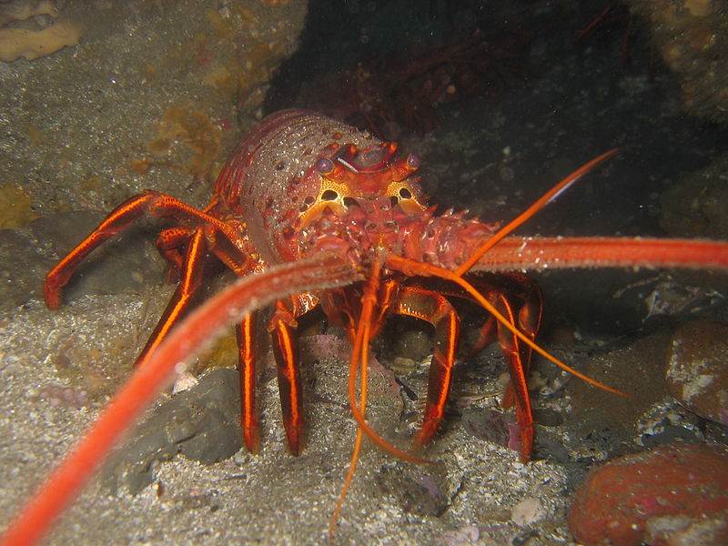 800px-California_spiny_lobster.JPG