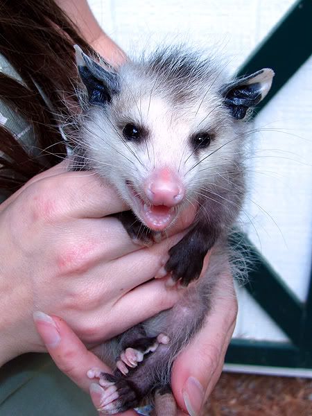 possumbub.jpg