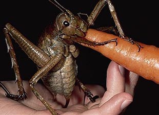 Giant-Weta-Bug-Discovered-In-New-Zealand-May-Be-Worlds-Largest-Insect.jpg