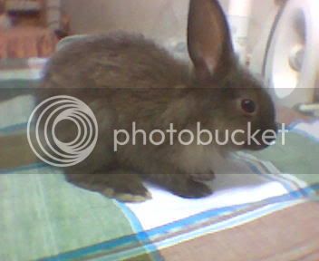 Rabbit1.jpg