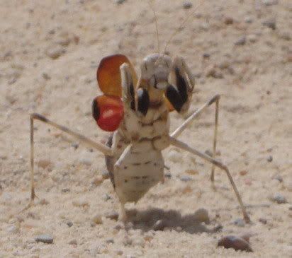 Libyandesert2.jpg