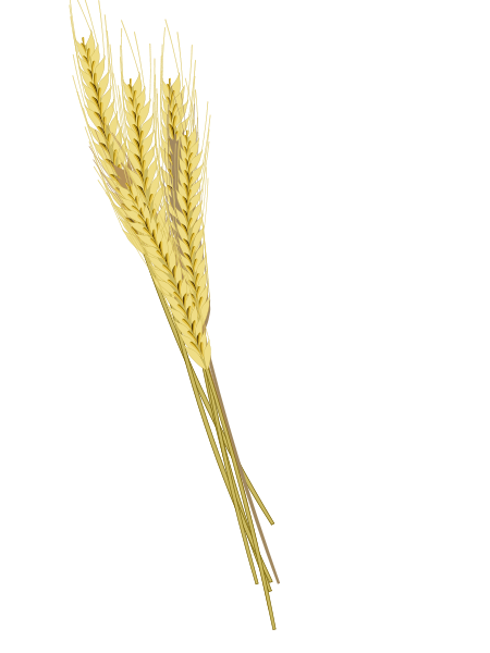 450px-2_row_barley_bunches.svg.png