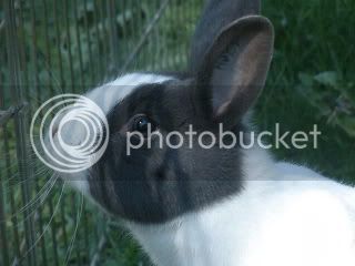 bunnies042.jpg