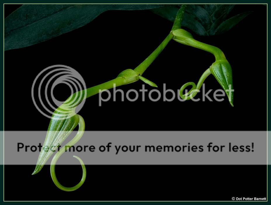 Angraecum_sesquipedale-buds_zps16537e00.jpg